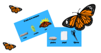 BUTTERFLY LIFE CYCLE - GAME